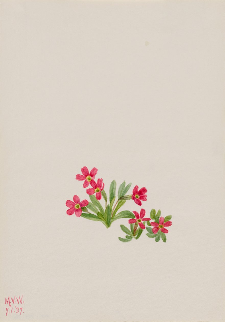 报春花（Primula angustifolia） 作者 玛丽·沃克斯·沃尔科特