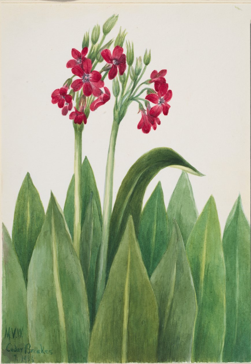 报春花（Primula parryi） 作者 玛丽·沃克斯·沃尔科特