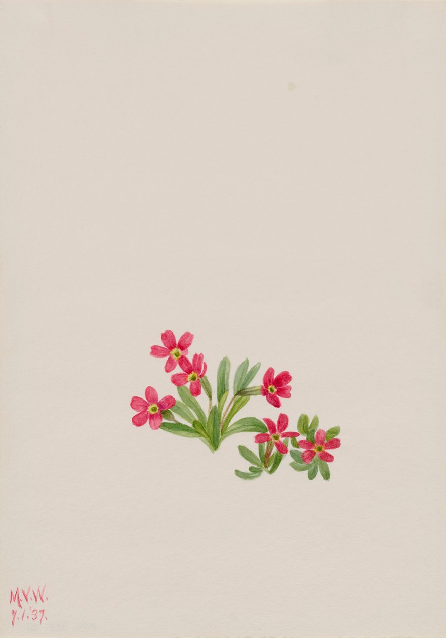 Primrose Primula angustifolia, 1937. 作者 玛丽·沃克斯·沃尔科特