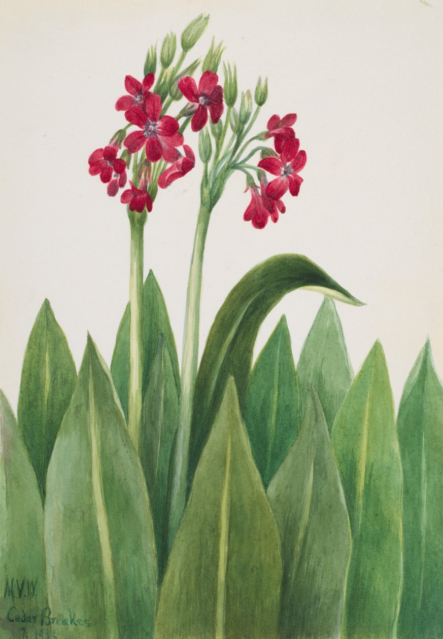 Primrose Primula parryi, 1938. 作者 玛丽·沃克斯·沃尔科特