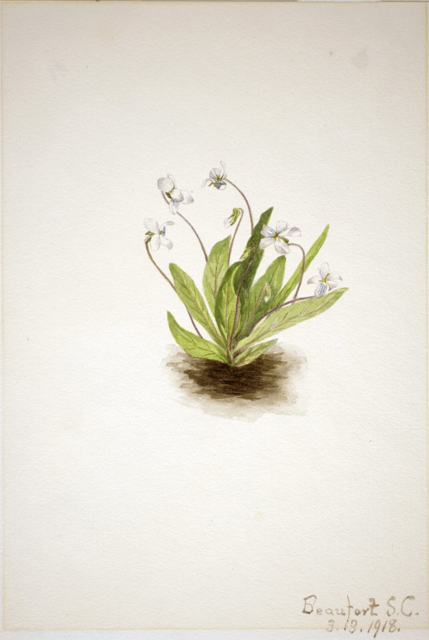 报春紫（Viola primulifolia） 作者 玛丽·沃克斯·沃尔科特
