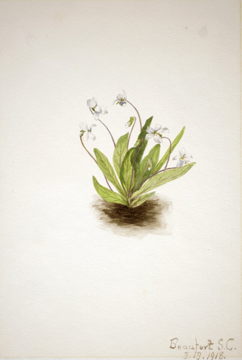 Primrose Violet Viola primulifolia, 1918. 作者 玛丽·沃克斯·沃尔科特