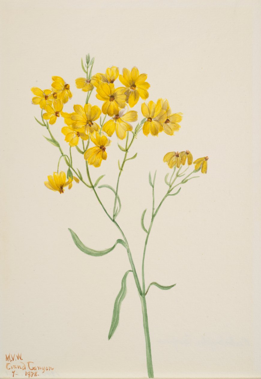 Psilostrophe sparsiflora, 1938. 作者 玛丽·沃克斯·沃尔科特