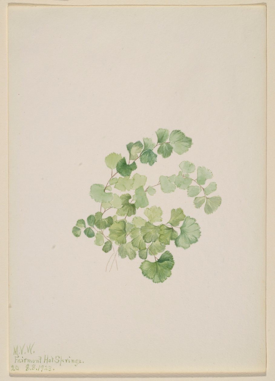 蒲公英（Lithospermum ruderale） 作者 玛丽·沃克斯·沃尔科特