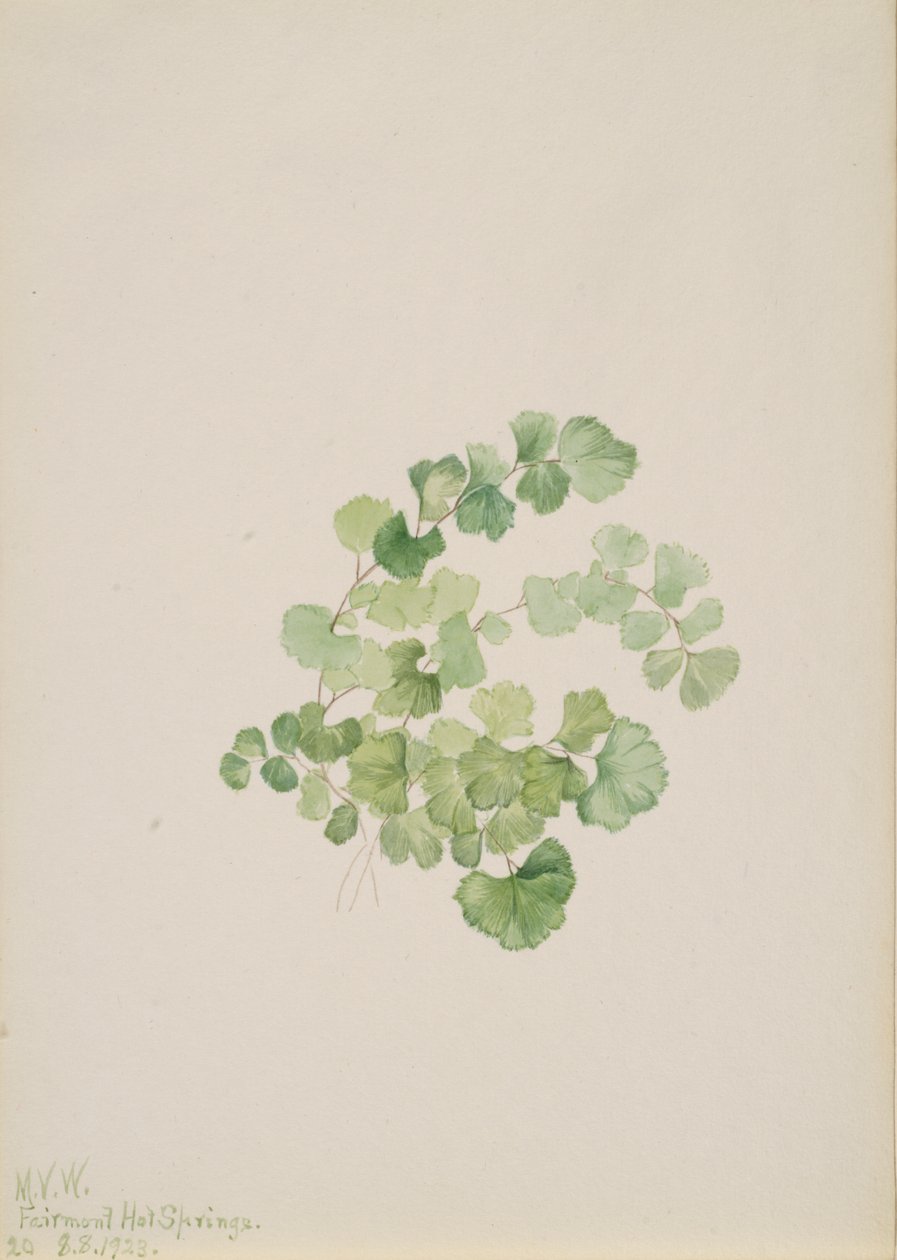Puccoon Lithospermum ruderale, 1923. 作者 玛丽·沃克斯·沃尔科特