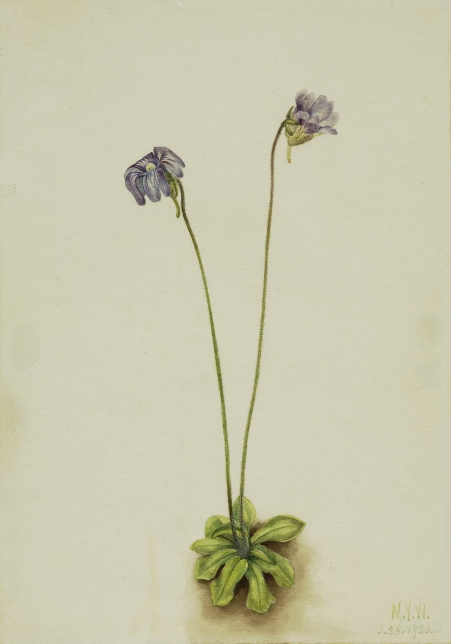 紫黄油草（Pinguicula elatior） 作者 玛丽·沃克斯·沃尔科特