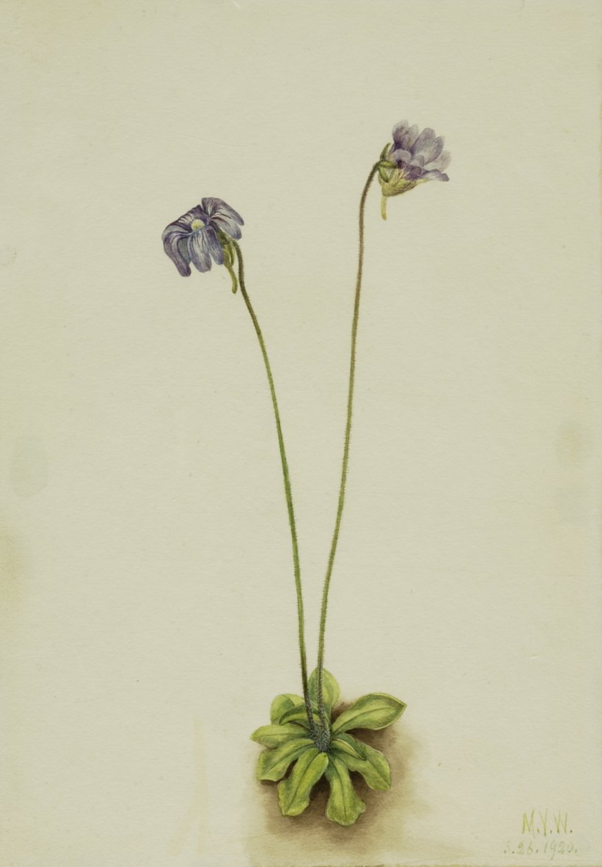 Purple Butterwort Pinguicula elatior, 1920. 作者 玛丽·沃克斯·沃尔科特