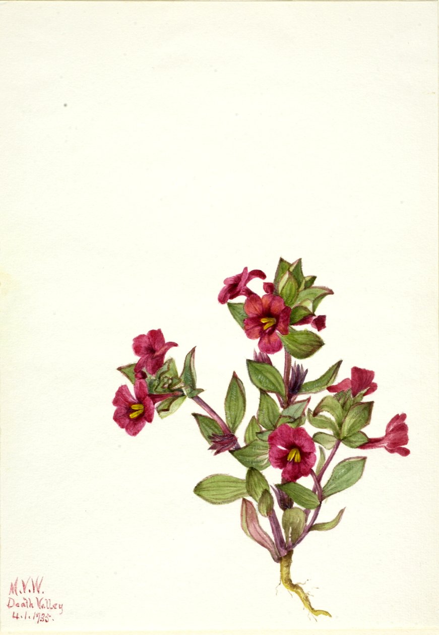 紫猴花 Mimulus bigelovii, 1935. 作者 玛丽·沃克斯·沃尔科特