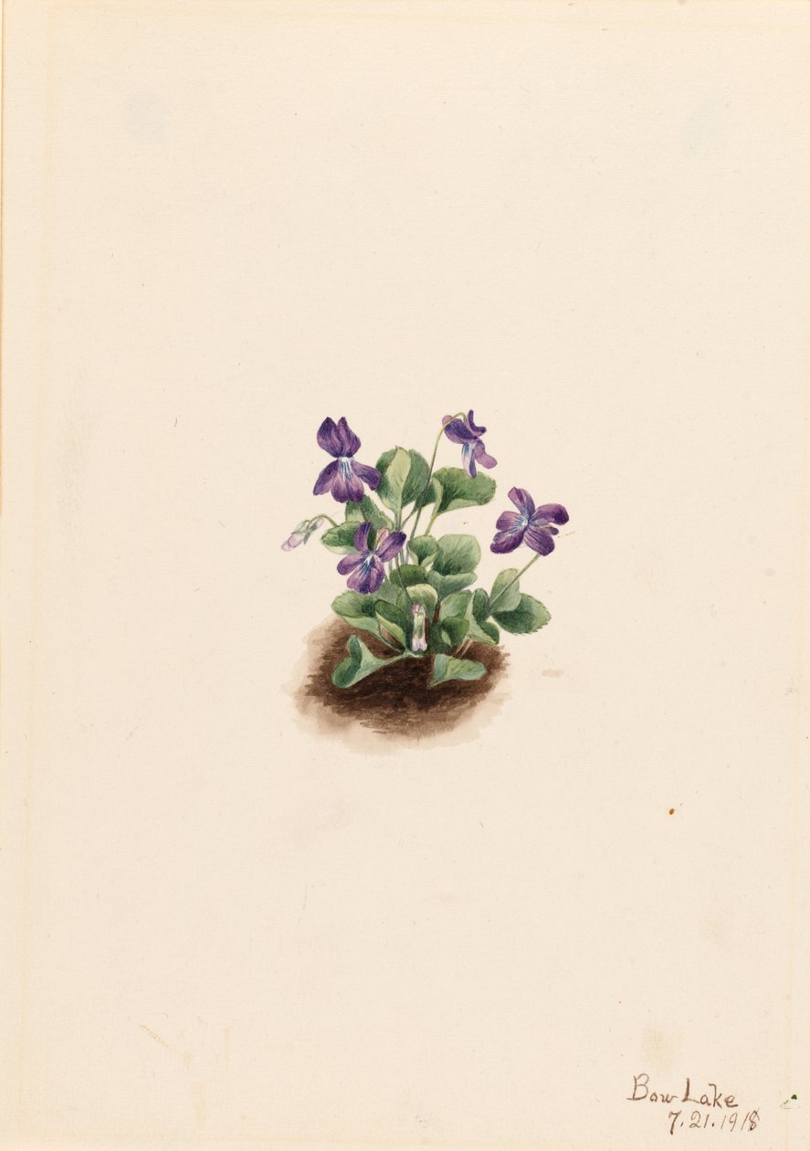 紫山紫罗兰（Viola adunca） 作者 玛丽·沃克斯·沃尔科特
