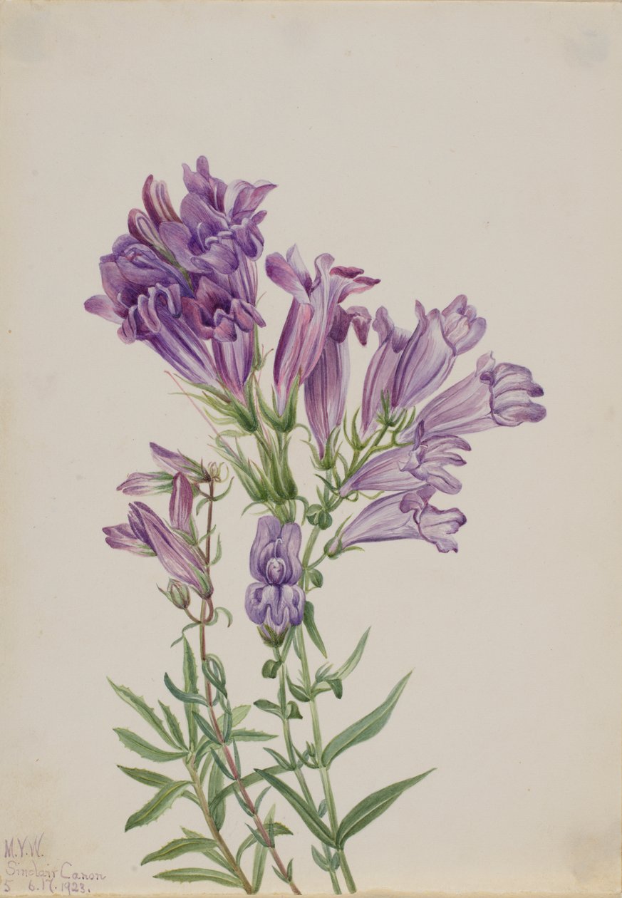 Purple Pentstemon Pentstemon lyallii, 1923. 作者 玛丽·沃克斯·沃尔科特