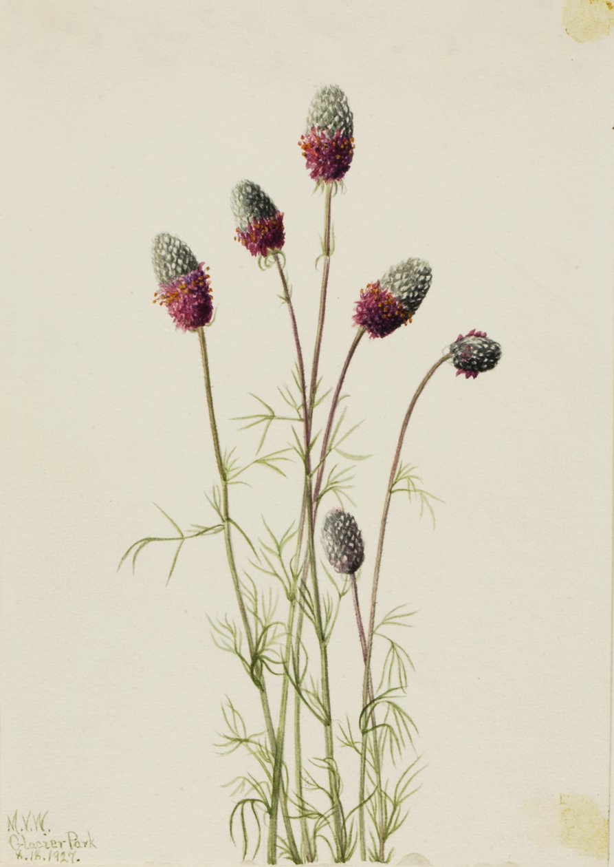 紫色绣线菊（Petalostemon purpureum） 作者 玛丽·沃克斯·沃尔科特