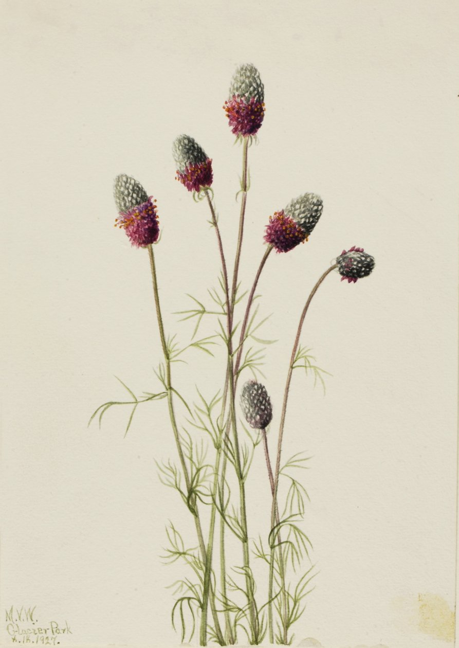 Purple Prairieclover Petalostemon purpureum, 1927. 作者 玛丽·沃克斯·沃尔科特