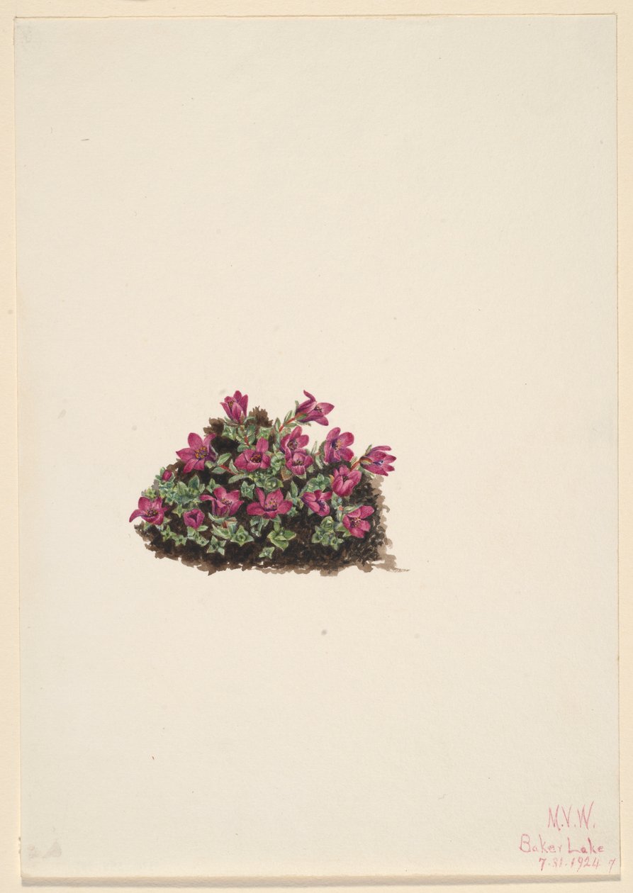 紫虎耳草（Saxifraga oppositifolia） 作者 玛丽·沃克斯·沃尔科特
