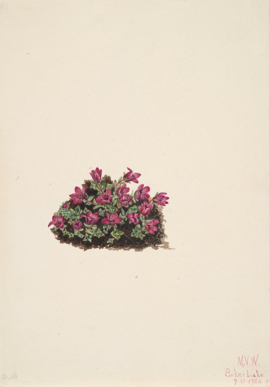 Purple Saxifrage Saxifraga oppositifolia, 1924. 作者 玛丽·沃克斯·沃尔科特