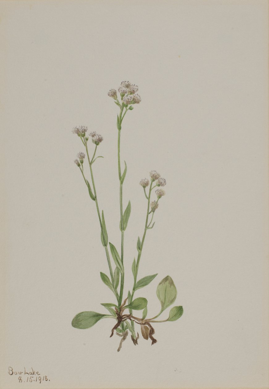 猫爪草（Antennaria racemosa） 作者 玛丽·沃克斯·沃尔科特