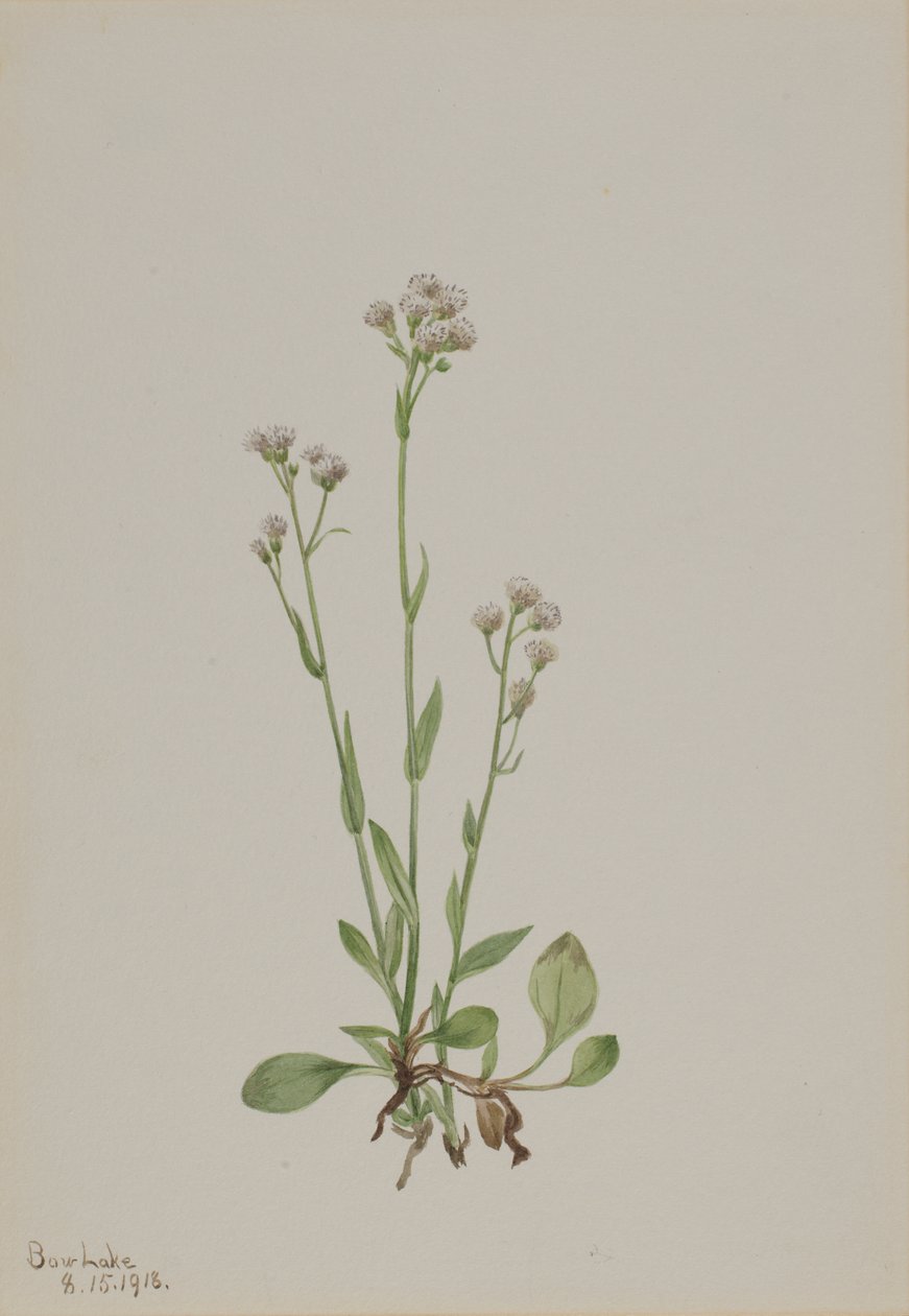 Pussy-Toes Antennaria racemosa, 1918. 作者 玛丽·沃克斯·沃尔科特