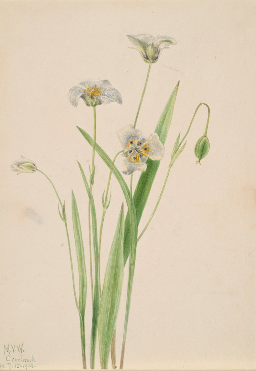 Pussy-ears Calochortus elegans, 1923. 作者 玛丽·沃克斯·沃尔科特