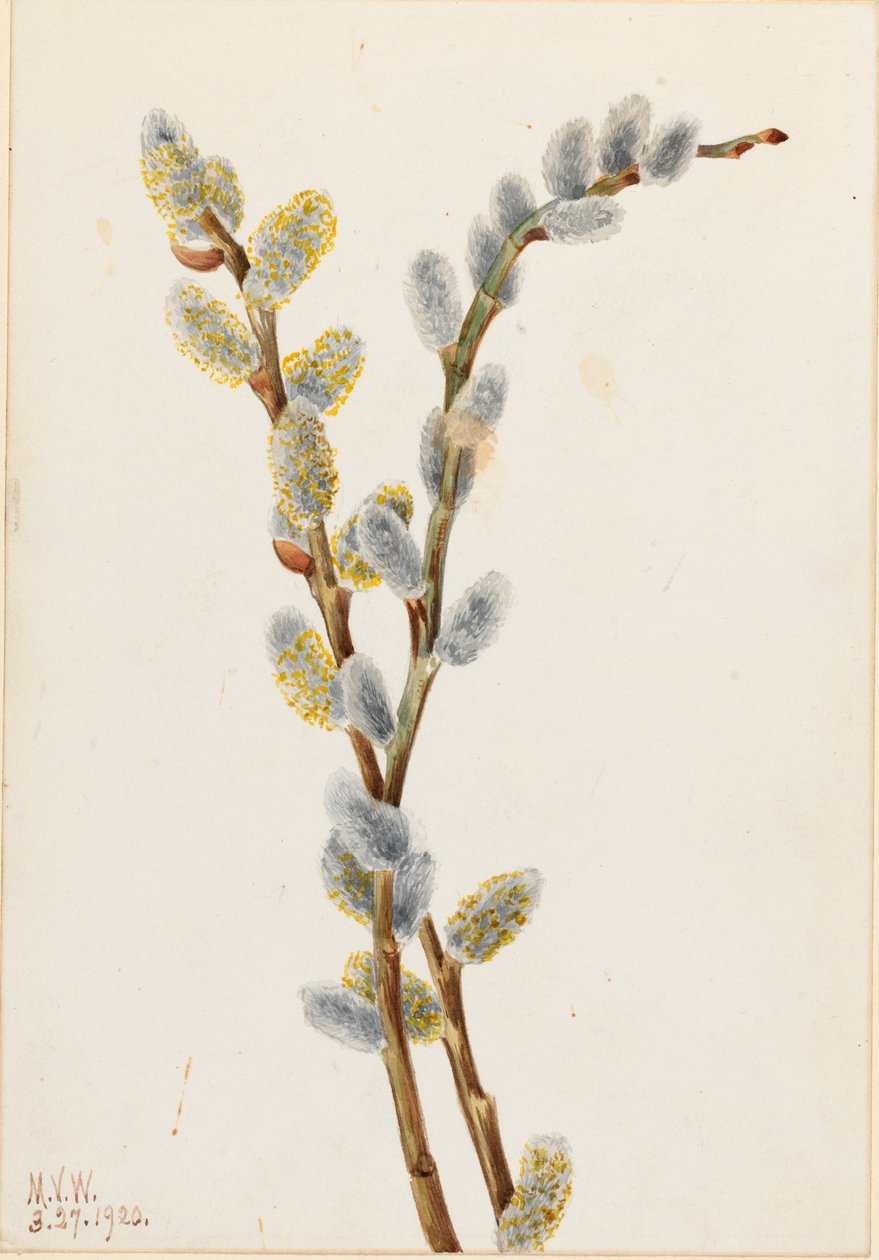 脓柳（Salix discolor） 作者 玛丽·沃克斯·沃尔科特