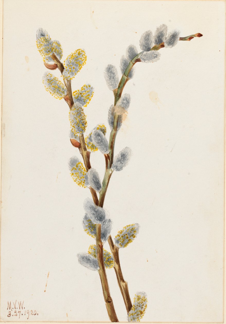 Pussy Willow Salix discolor, 1920. 作者 玛丽·沃克斯·沃尔科特