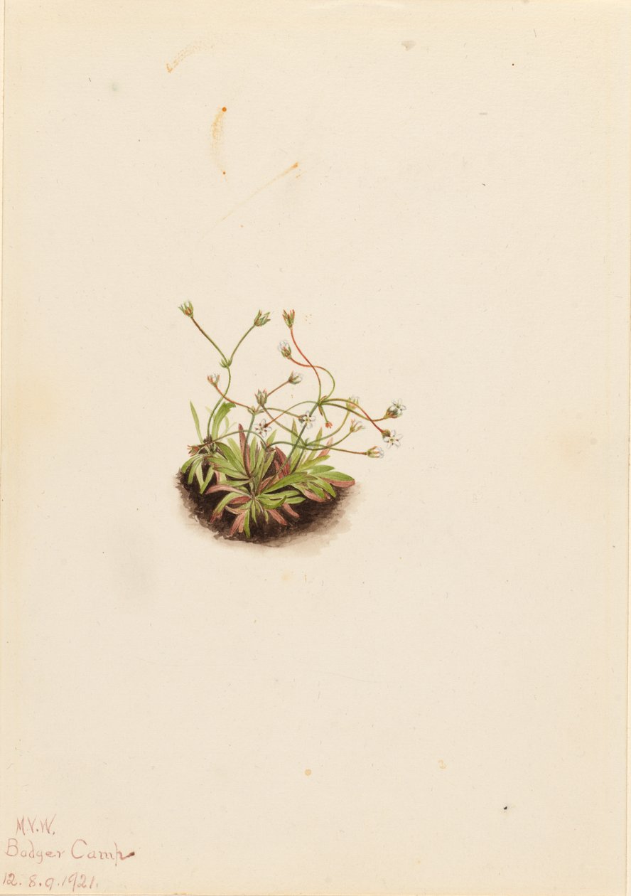 侏儒鲵（Androsace subumbellata） 作者 玛丽·沃克斯·沃尔科特