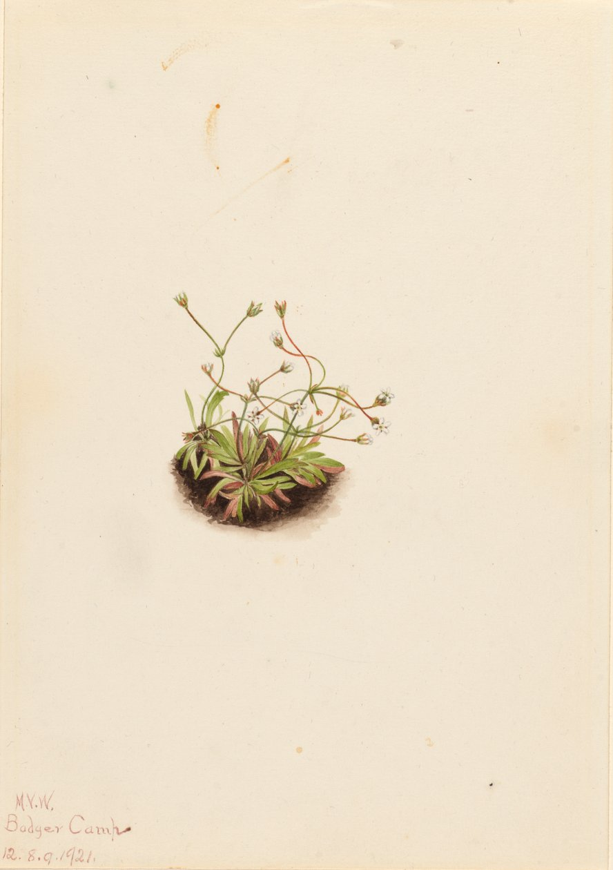Pygmy Androsace Androsace subumbellata, 1921. 作者 玛丽·沃克斯·沃尔科特