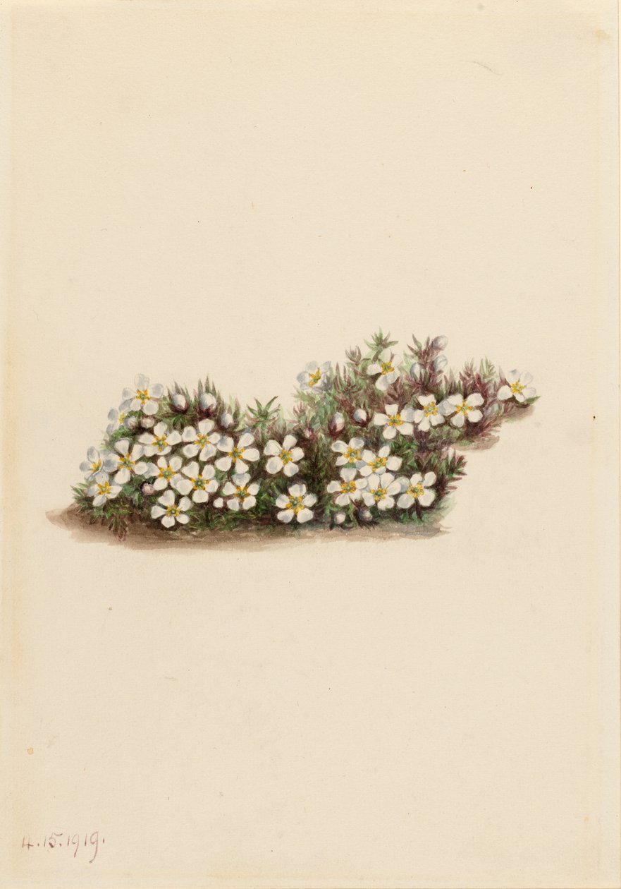 Pyxie (Pyxidanthera barbulata) 作者 玛丽·沃克斯·沃尔科特