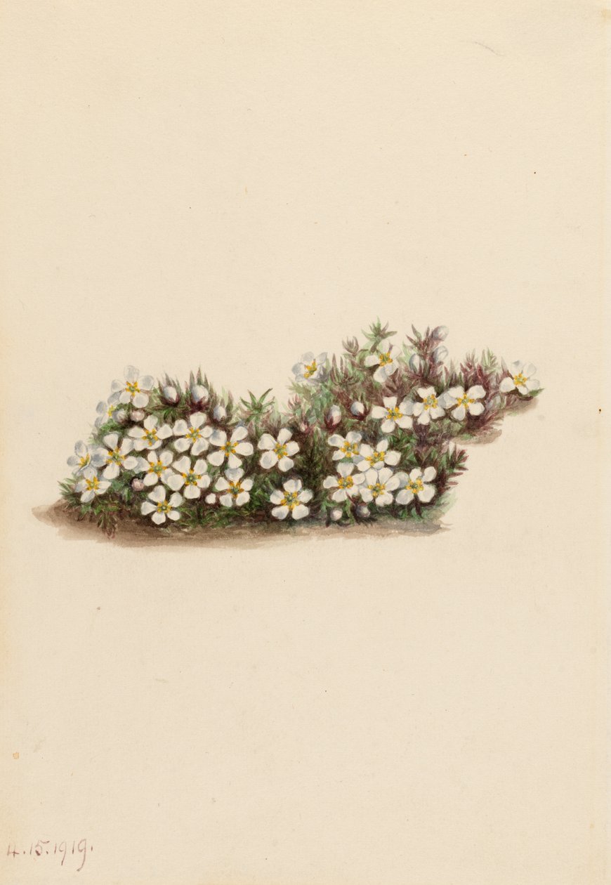 Pyxie Pyxidanthera barbulata, 1919. 作者 玛丽·沃克斯·沃尔科特