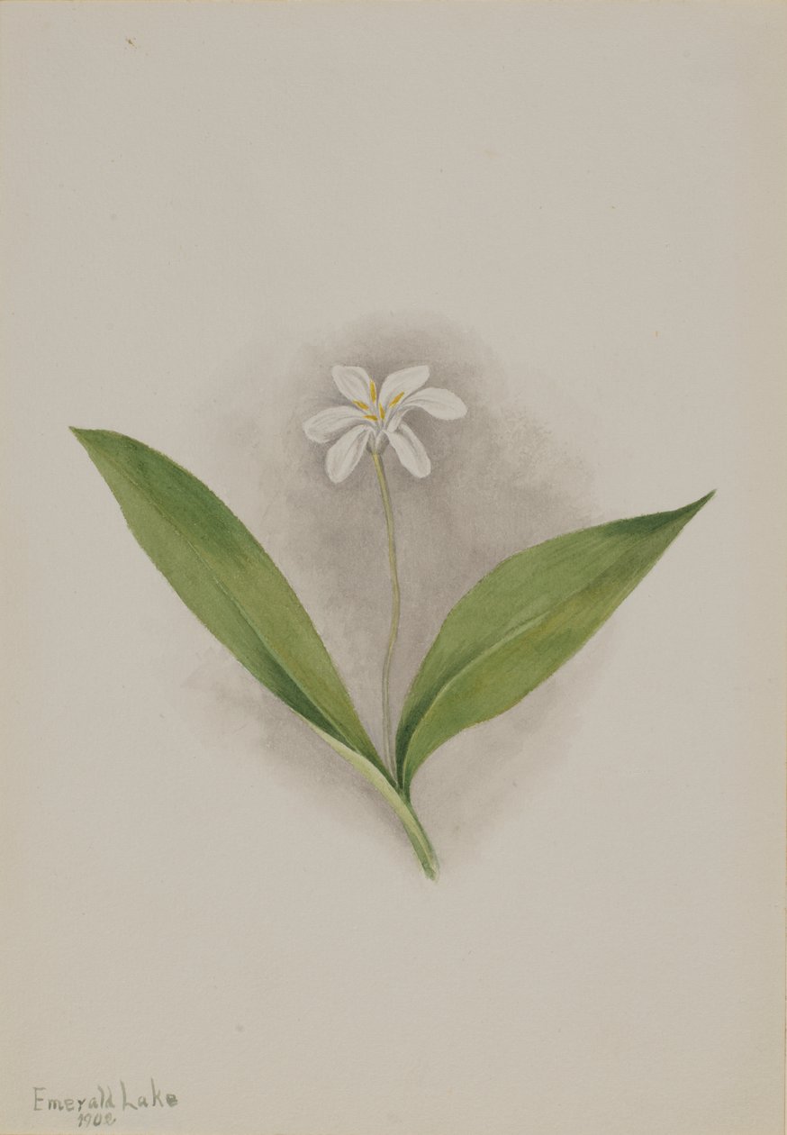 Queencup Clintonia uniflora, 1902. 作者 玛丽·沃克斯·沃尔科特