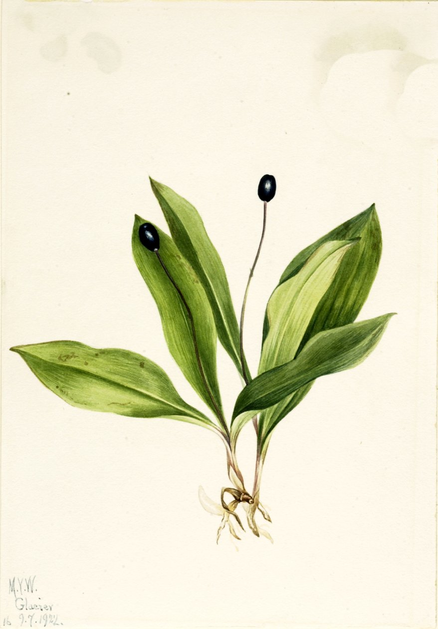 Queencup Clintonia uniflora，1922。 作者 玛丽·沃克斯·沃尔科特