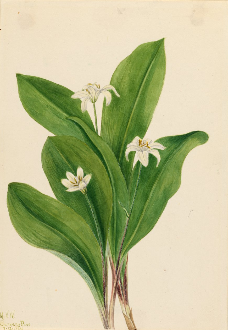 Queencup Clintonia uniflora，1924。 作者 玛丽·沃克斯·沃尔科特