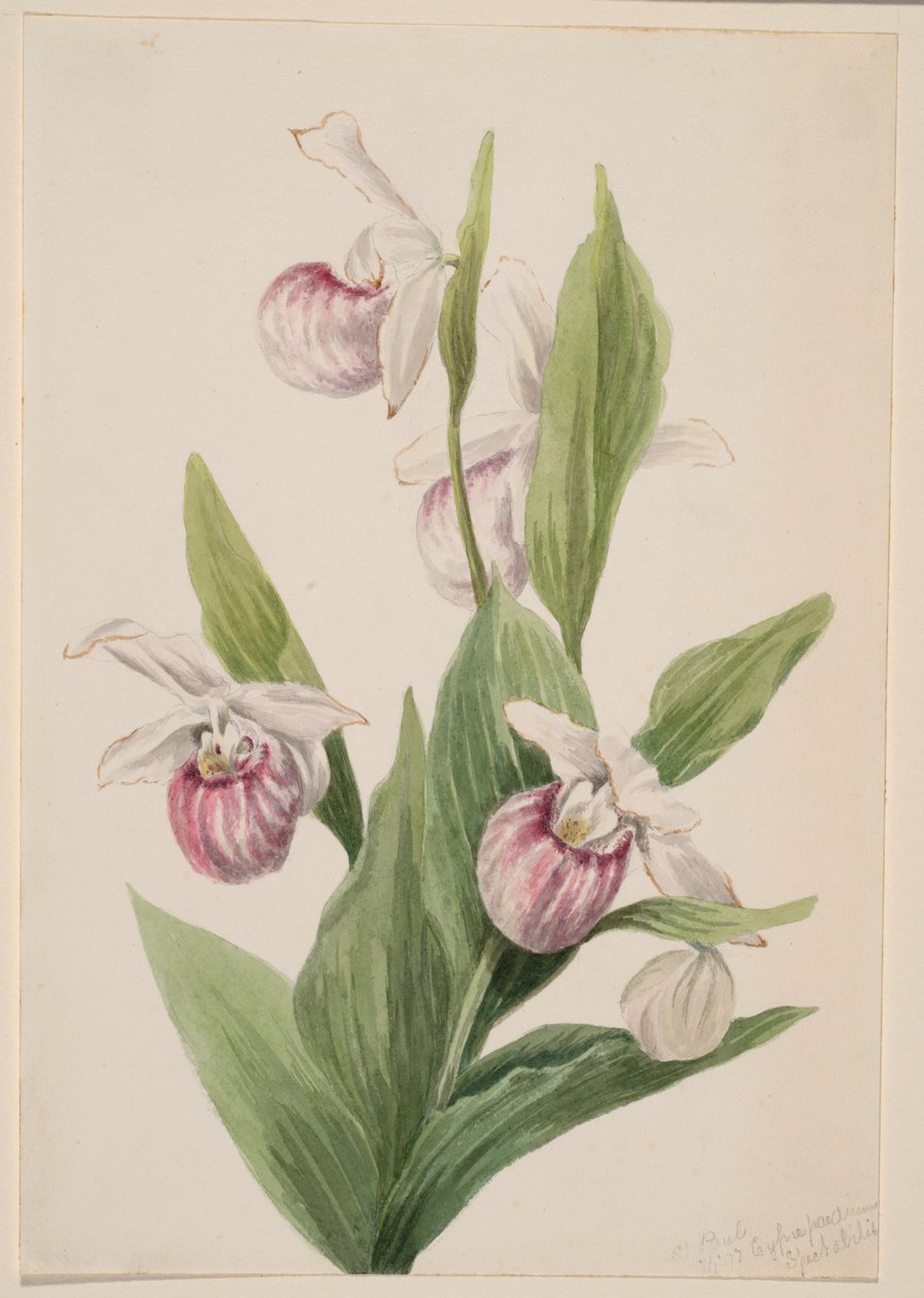 王后拖鞋（Cypripedium reginae） 作者 玛丽·沃克斯·沃尔科特