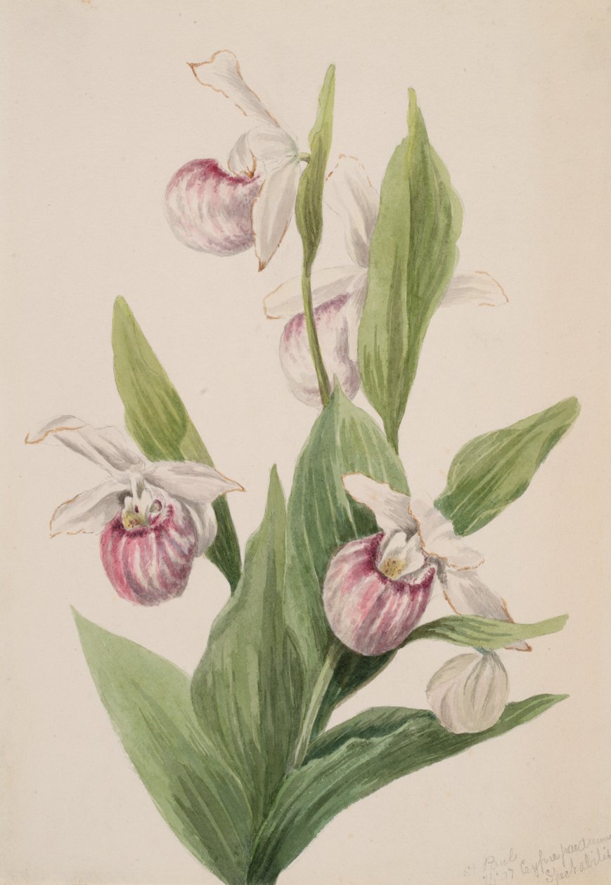 皇后的拖鞋 Cypripedium reginae, 1897. 作者 玛丽·沃克斯·沃尔科特