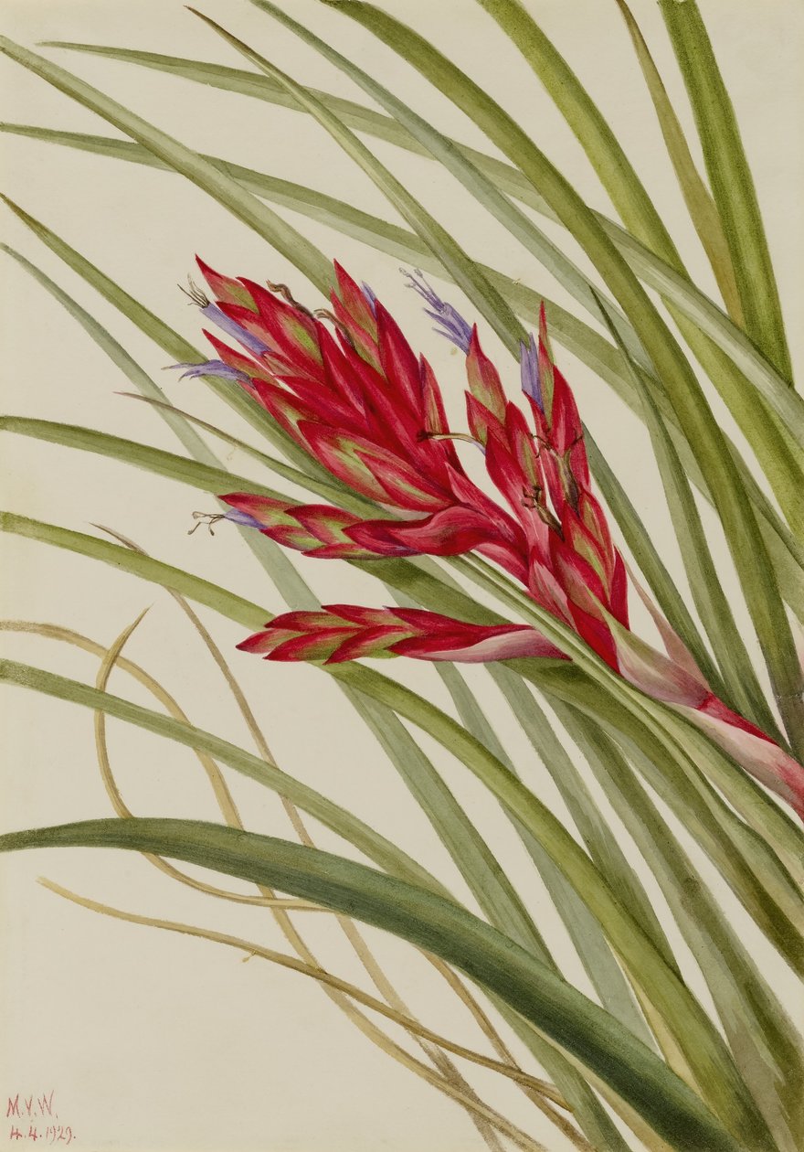 簇叶莳萝（Tillandsia fasciculata） 作者 玛丽·沃克斯·沃尔科特