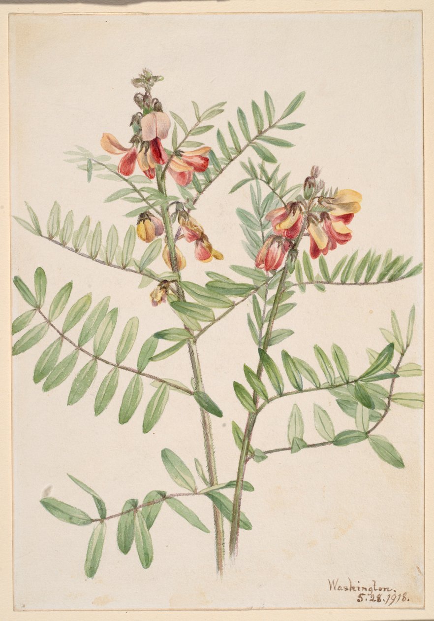 兔豆（Cracca virginiana） 作者 玛丽·沃克斯·沃尔科特