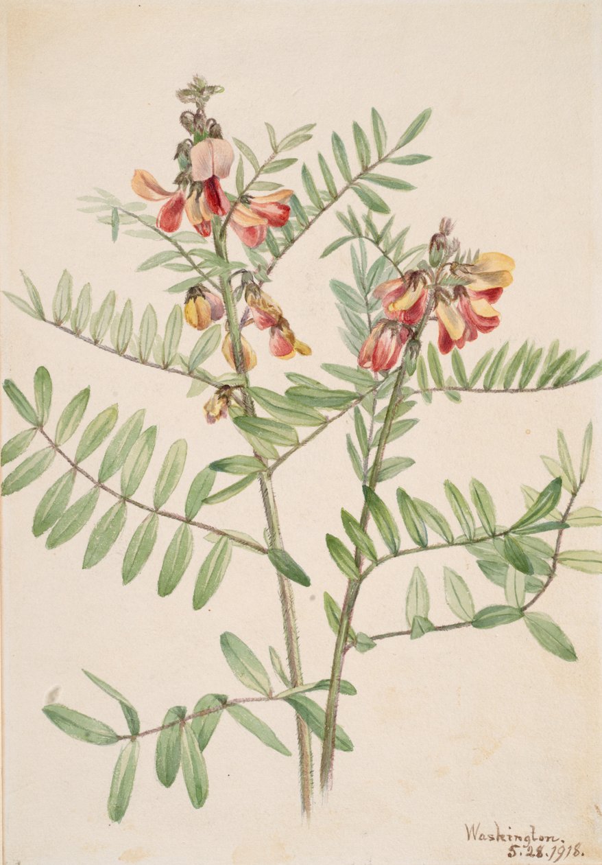 Rabbitbean Cracca virginiana, 1918. 作者 玛丽·沃克斯·沃尔科特