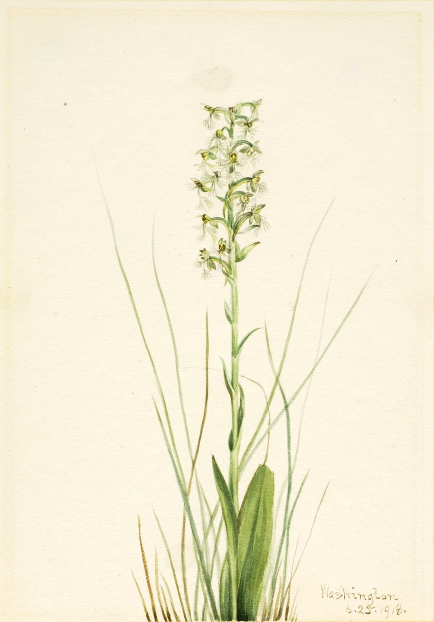 流苏穗花（Habenaria lacera） 作者 玛丽·沃克斯·沃尔科特