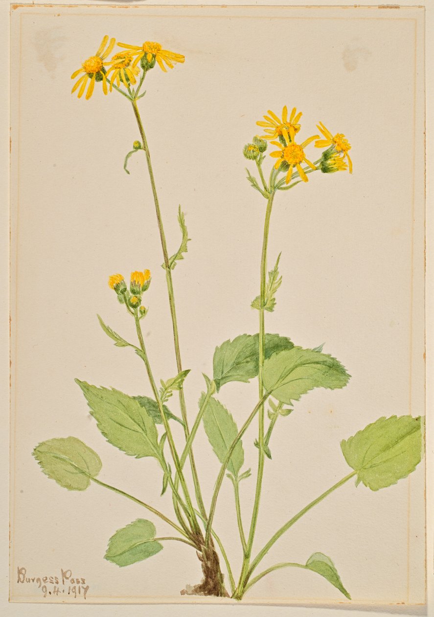 瑞格草（Senecio burkei） 作者 玛丽·沃克斯·沃尔科特