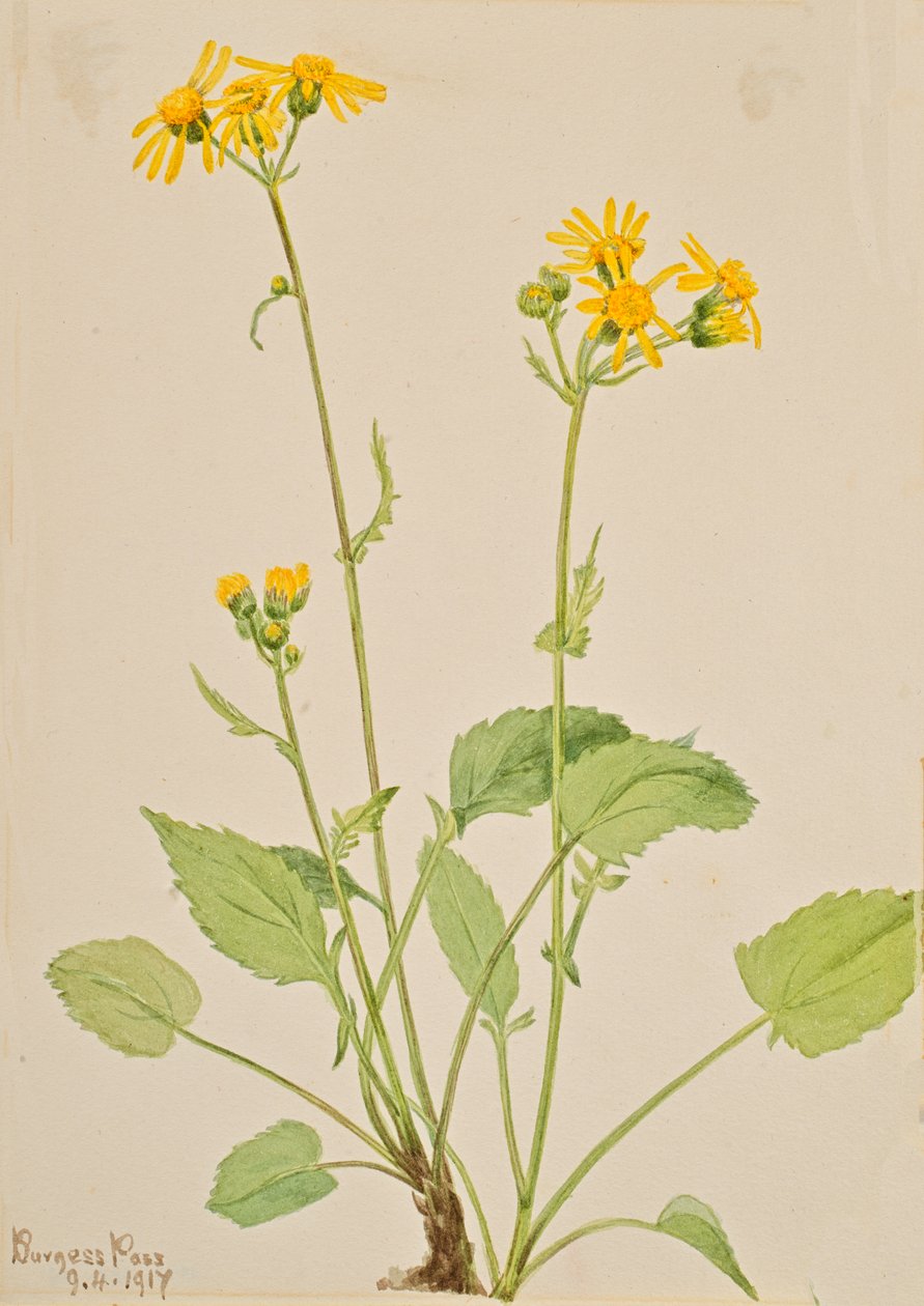 关键词 Senecio burkei, 1917. 作者 玛丽·沃克斯·沃尔科特