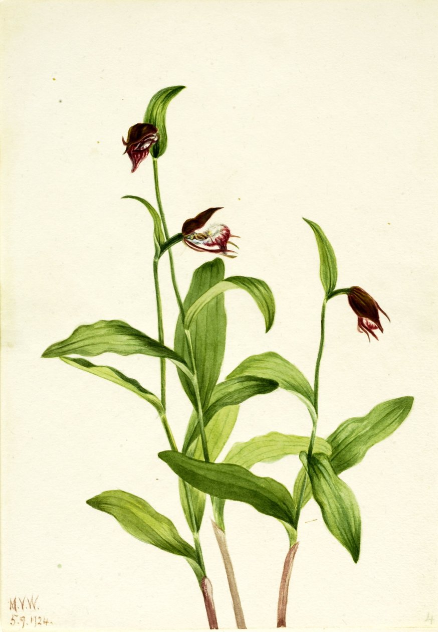 公羊头拖鞋（Cypripedium arietinum） 作者 玛丽·沃克斯·沃尔科特