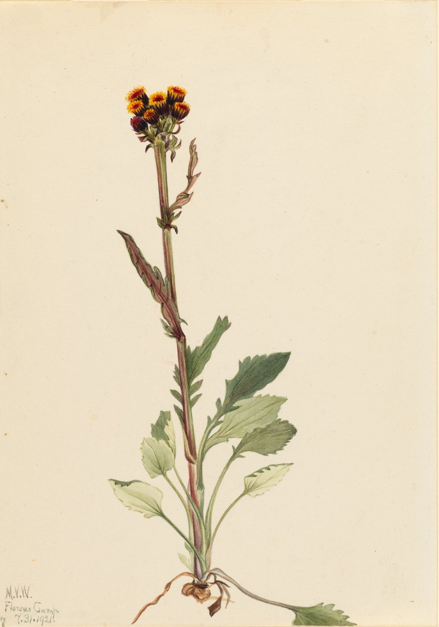无雷地肤草（Senecio pauciflorus） 作者 玛丽·沃克斯·沃尔科特