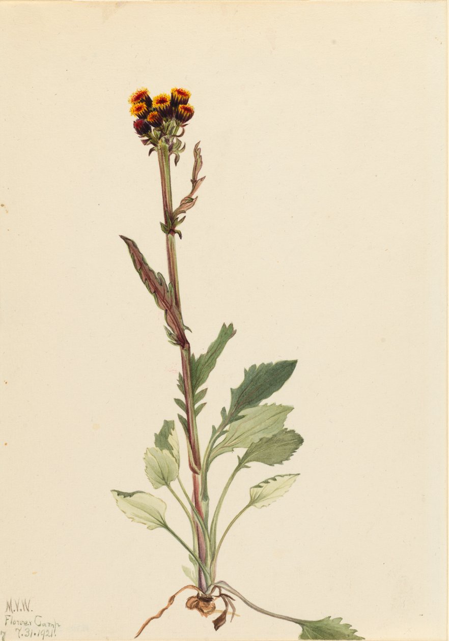 Rayless Groundsel Senecio pauciflorus，1921。 作者 玛丽·沃克斯·沃尔科特