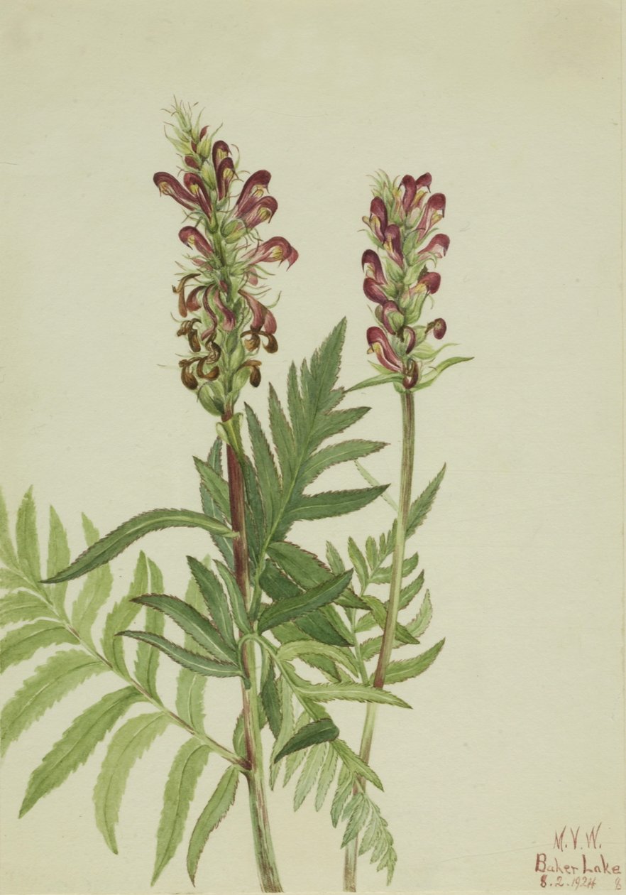 红头盔（Pedicularis bracteosa） 作者 玛丽·沃克斯·沃尔科特