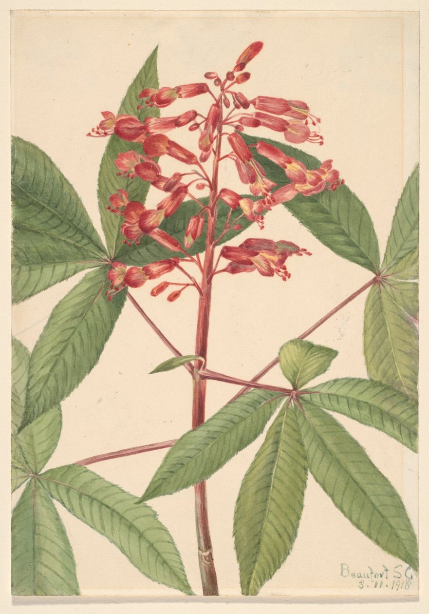 Red Buckeye Aesculus pavia, 1918. 作者 玛丽·沃克斯·沃尔科特