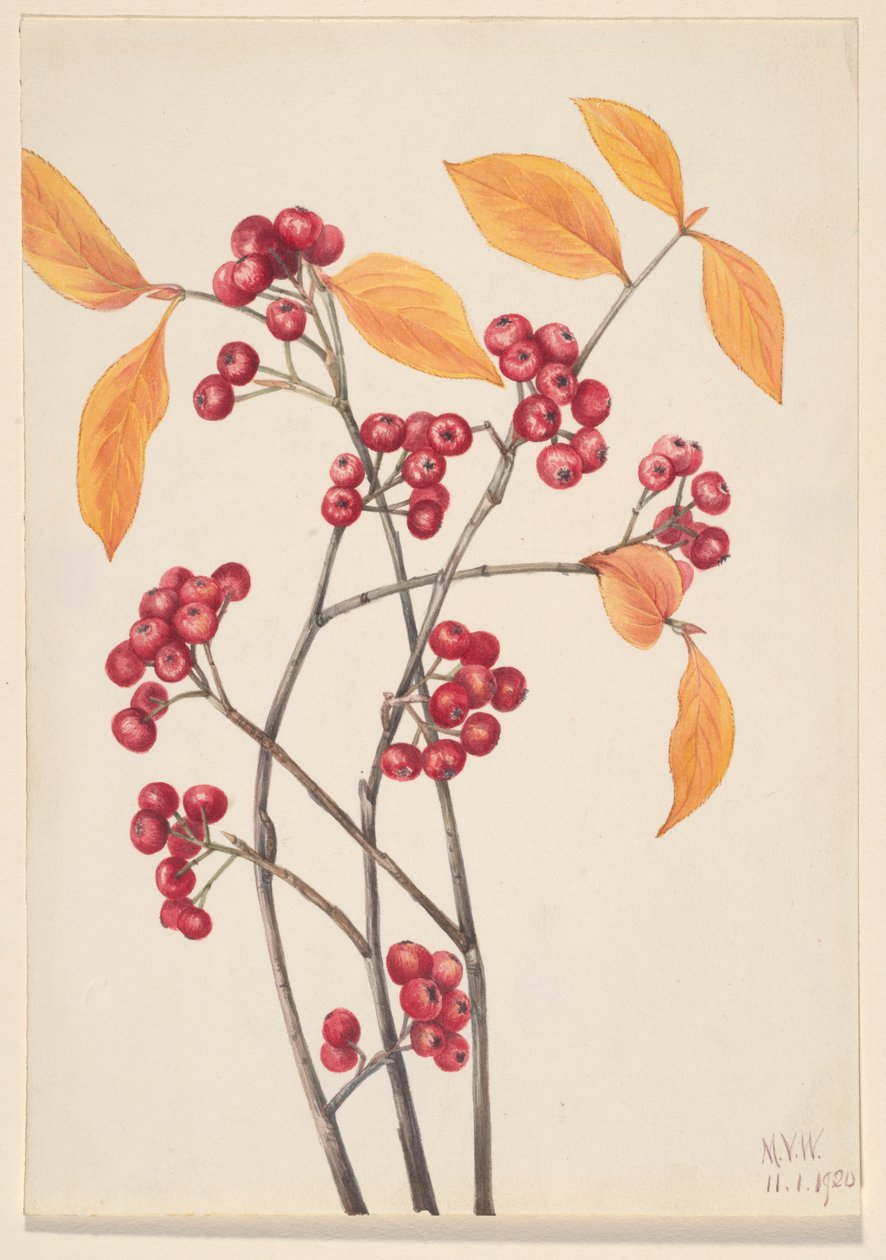 红刺玫（Aronia arbutifolia） 作者 玛丽·沃克斯·沃尔科特
