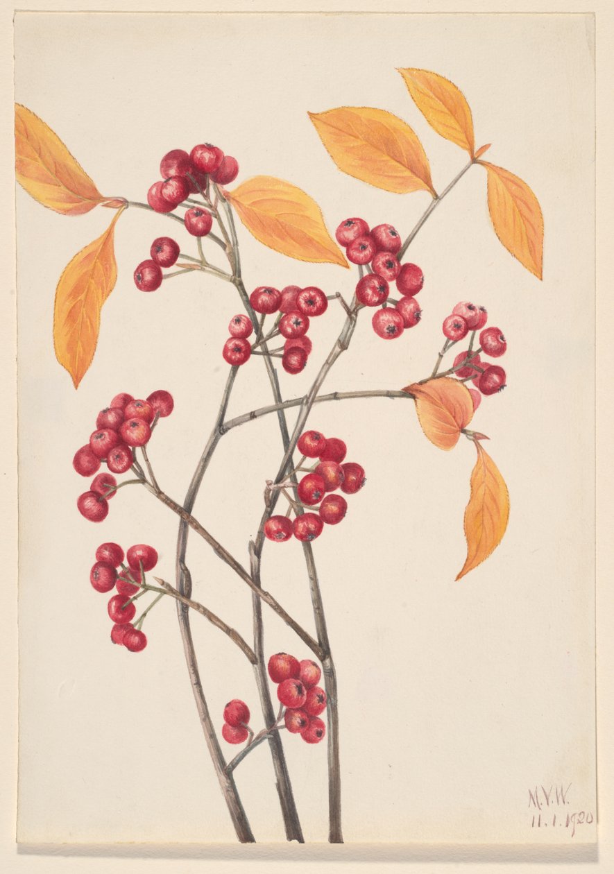 红色的Chokeberry Aronia arbutifolia, 1920. 作者 玛丽·沃克斯·沃尔科特