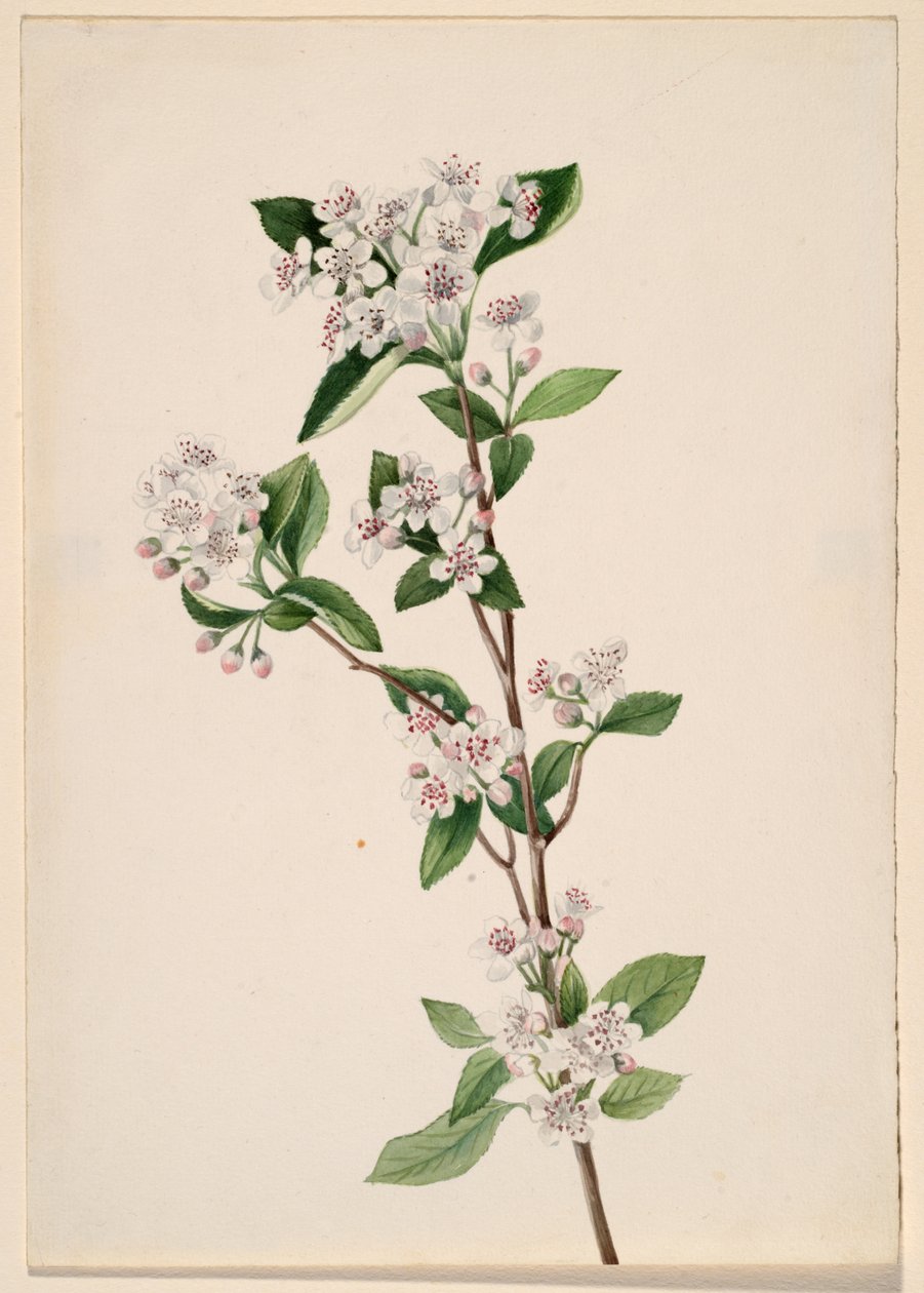 红色的Chokeberry Aronia arbutifolia，约1920年代。 作者 玛丽·沃克斯·沃尔科特