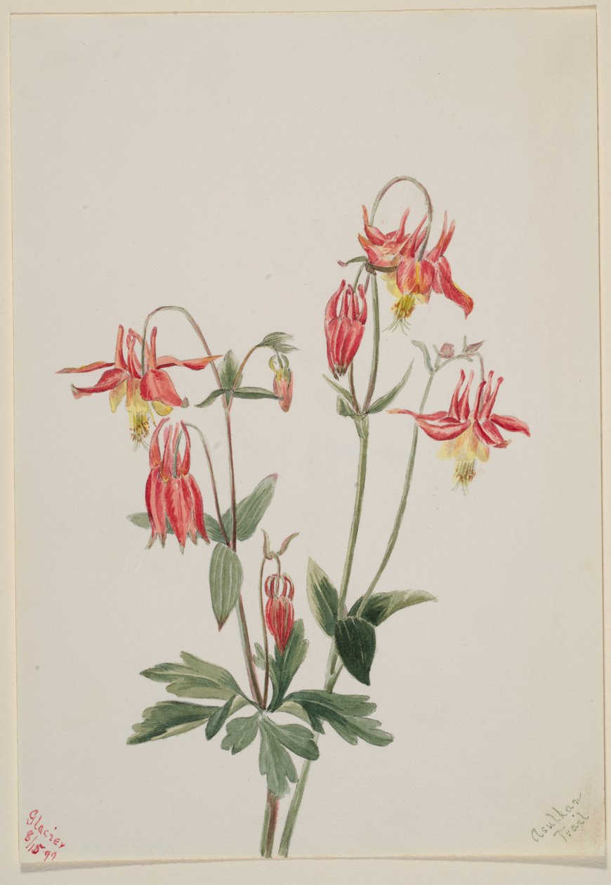 红色哥伦布（Aquilegia formosa） 作者 玛丽·沃克斯·沃尔科特