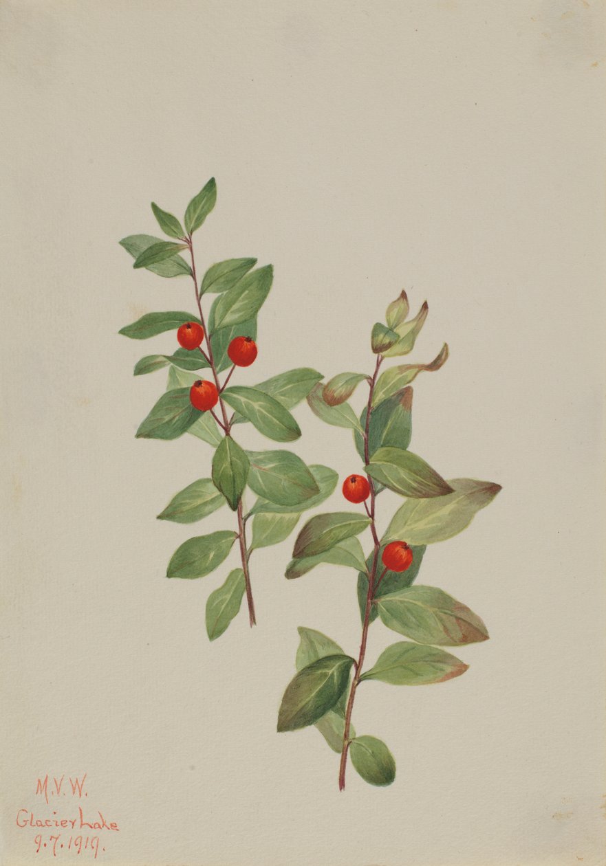 红绒山羊（Comandra livida） 作者 玛丽·沃克斯·沃尔科特