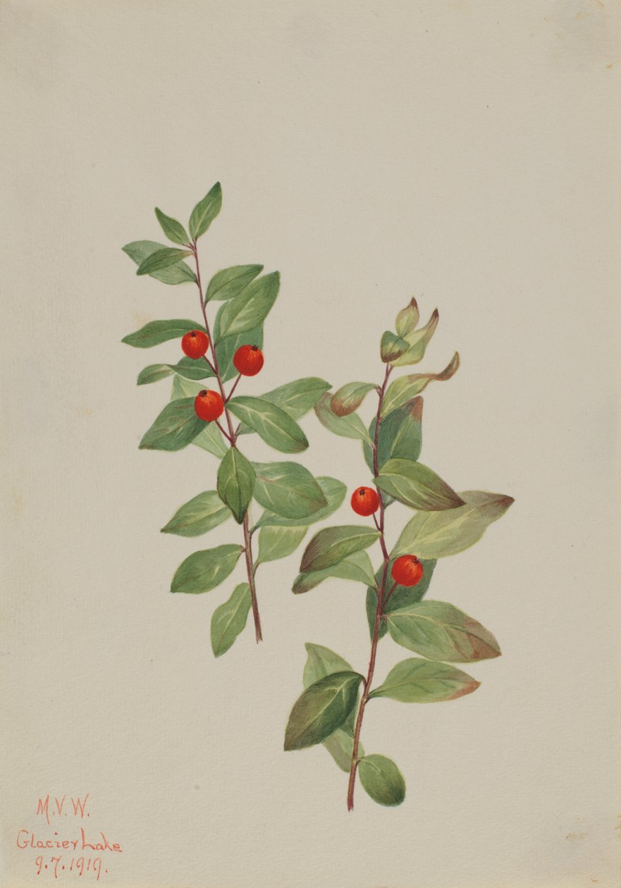 Red Comandra Comandra livida, 1919. 作者 玛丽·沃克斯·沃尔科特