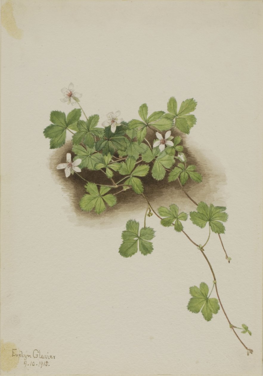 红露莓（Rubus pedatus） 作者 玛丽·沃克斯·沃尔科特